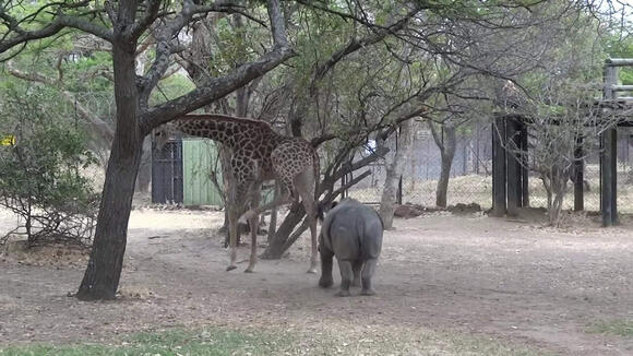Giraffe Puts a Stop to a Young Rhino’s Antics With One Powerful Kick ...