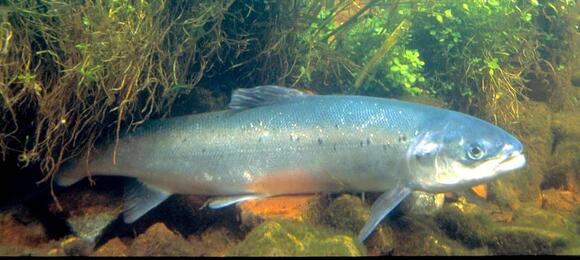 12 Creatures That Do Not Need Oxygen to Survive - NewsBreak