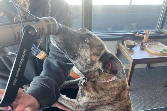 Yellowstone Valley Animal Shelter Has A Sweet, Playful 3-year-old Ready ...
