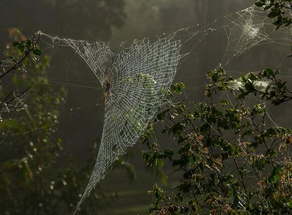 Why This Spider’s Web Is Stronger Than Steel - NewsBreak
