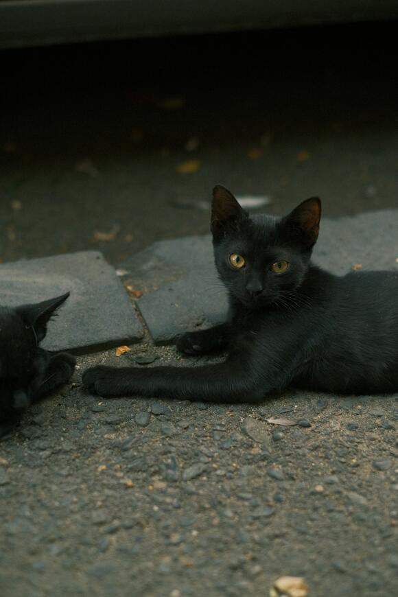 How to Read Between the Lines of Your Cat’s Behavior - NewsBreak