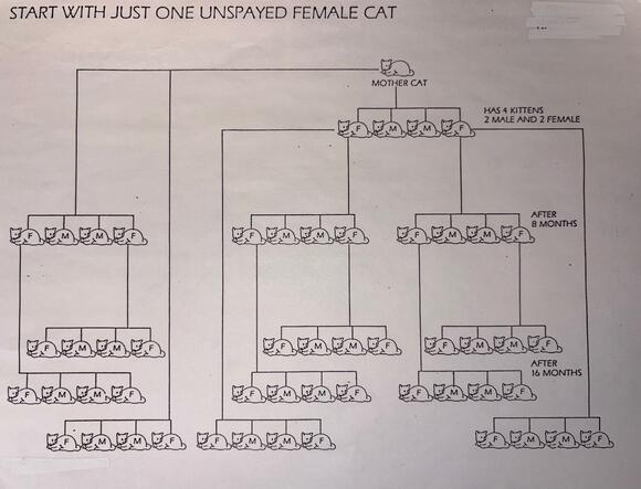 From 1 Cat to 400,000 in Only Seven Years: The Shocking Math Behind ...