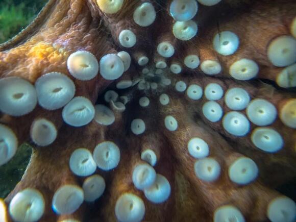 The Octopus Filmed Solving a Puzzle Nobody Ever Taught It - NewsBreak