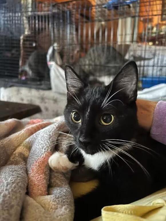 🐱 Gentle, Shy & Sweet Cats Ready for Adoption in Colmar - NewsBreak