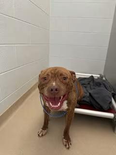 🐶 Playful, Gentle & Loyal Dogs Ready for Adoption in Burlington - NewsBreak