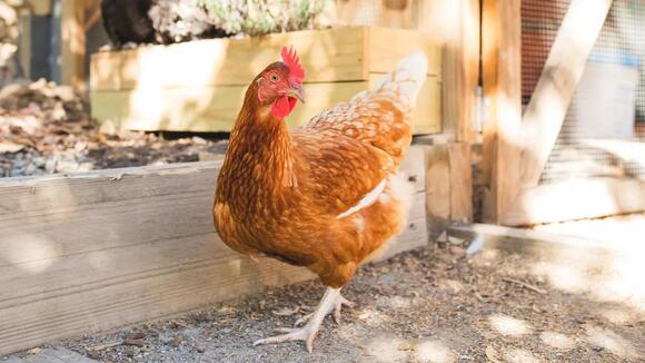 Raising Backyard Chickens in Kentucky: Legal Requirements by City ...