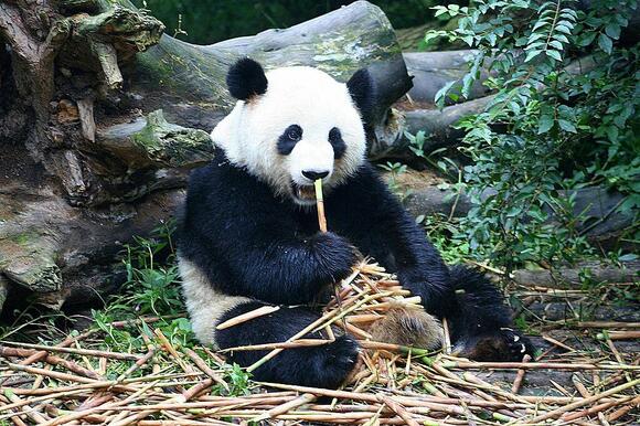 Where to See Giant Pandas Outside of Captivity - NewsBreak