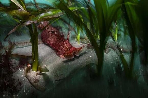 Wildlife Photographer of Year contest unveils preview of winning shots ...