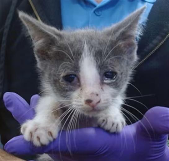 🐱 Sweet Miami Kittens Ready for Adoption in Doral - NewsBreak