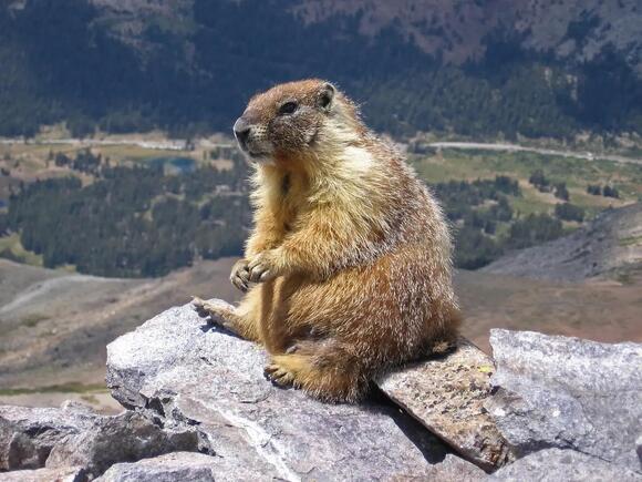 10 Animals in Colorado That Thrive in the Rockies - NewsBreak