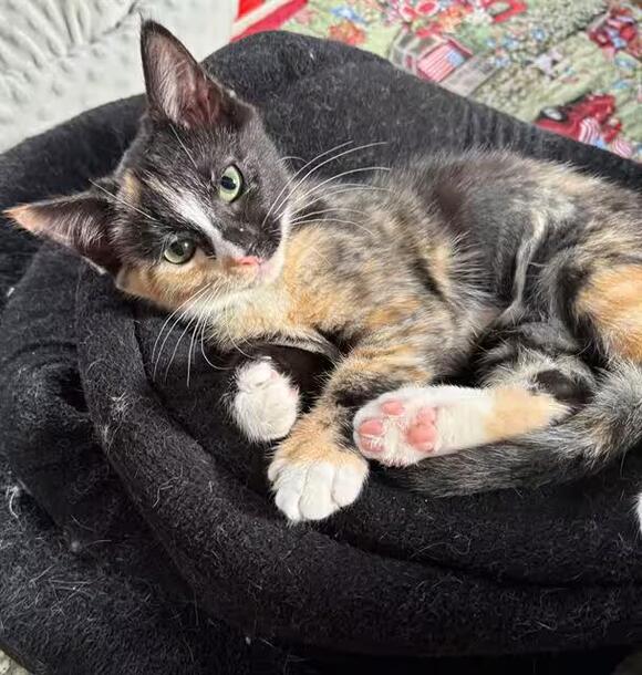 🐱 Sweet Shelter Cats in Canfield — Adopt Your New Friend - NewsBreak