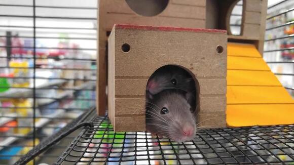 What Do You Call a Group of Mice? The Answer Is Perfectly Mischievous ...
