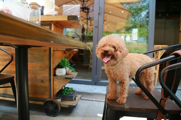 Service Dogs in Massachusetts Restaurants: What the Law Actually Allows ...