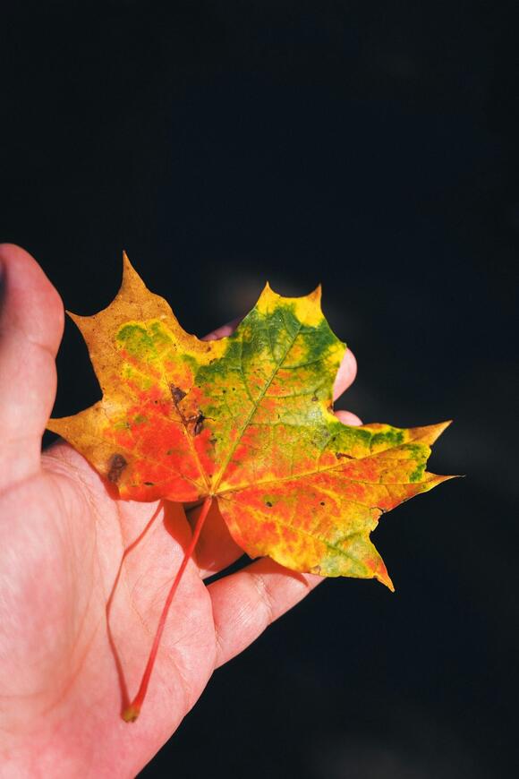 Cedarburg’s Perfect Fall Loop: Door County Colors Now, Back Home by ...