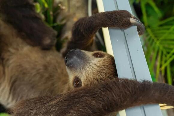What Do You Call a Group of Sloths? The Answer Is Adorably Cozy - NewsBreak