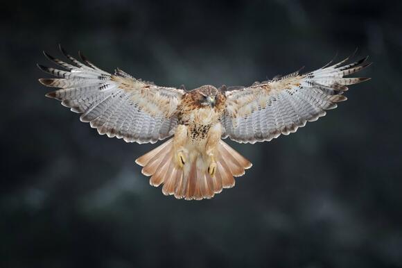 10 Birds of Prey You Can Spot in the U.S. - NewsBreak