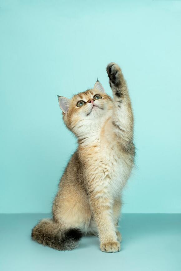 The Ultimate Guide to Raising Two Cats Who Actually Get Along - NewsBreak