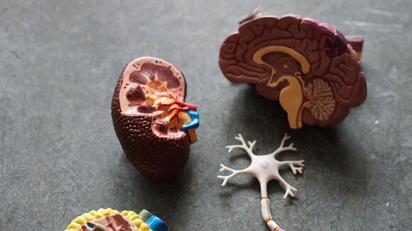 How to protect your kidneys from diabetes NewsBreak