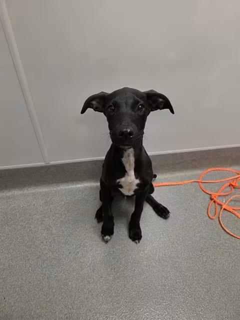🐶 Playful Ontario Dogs Ready for Adoption and New Homes - NewsBreak