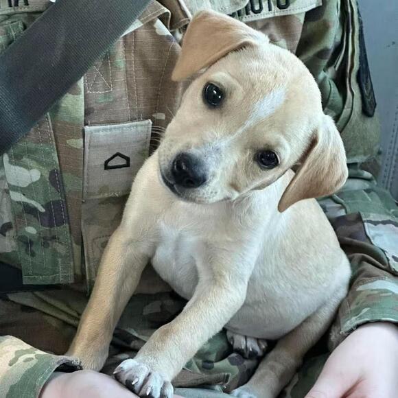 🐶 Playful Brainerd Puppies Ready to Join Your Family - NewsBreak