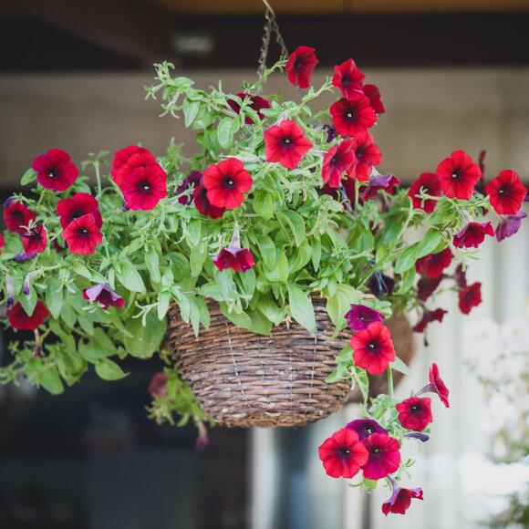 7 Trailing Plants That Look Terrific Cascading From a Hanging Basket ...