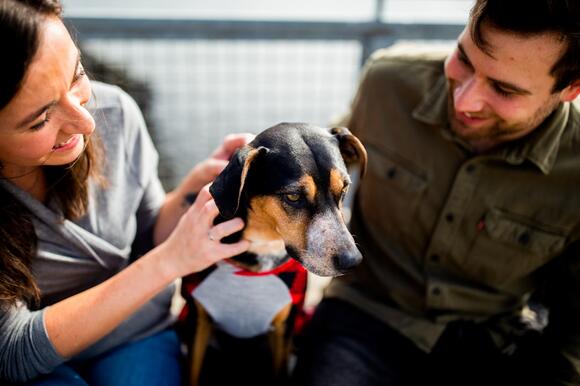 Are Pet Owners Spoiling Their Dogs Too Much? - NewsBreak
