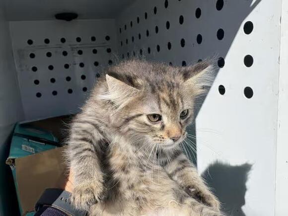 🐱 Playful Kittens in Jurupa Valley Ready for Adoption - NewsBreak