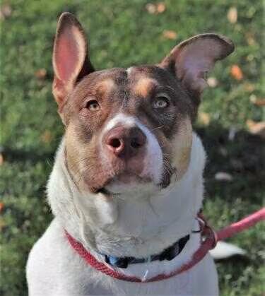 🐶 Playful, Gentle & Loyal Dogs Ready for Adoption in Walla Walla ...