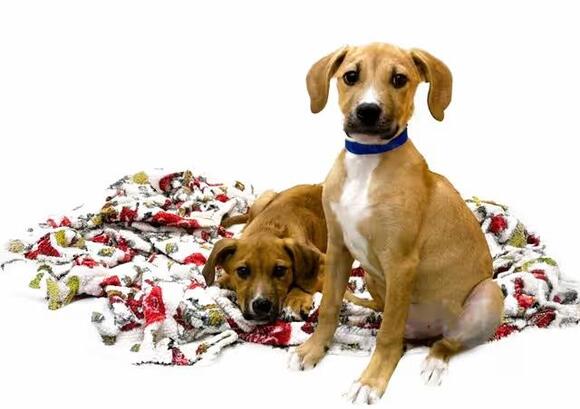 🐶 Playful Labrador Puppies Ready for Adoption in Ft Lauderdale - NewsBreak