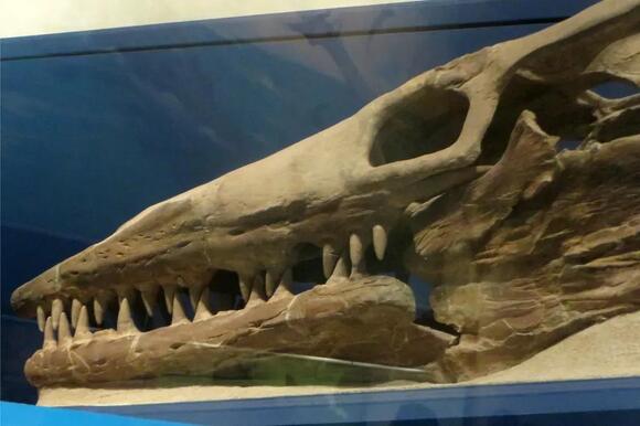 10 Things About Mosasaurs That Make Great White Sharks Look Tiny ...