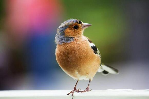 how-you-can-help-protect-endangered-birds-in-your-area-newsbreak