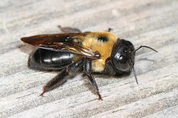 8 Stinging Insects in Puerto Rico You Need to Recognize - NewsBreak