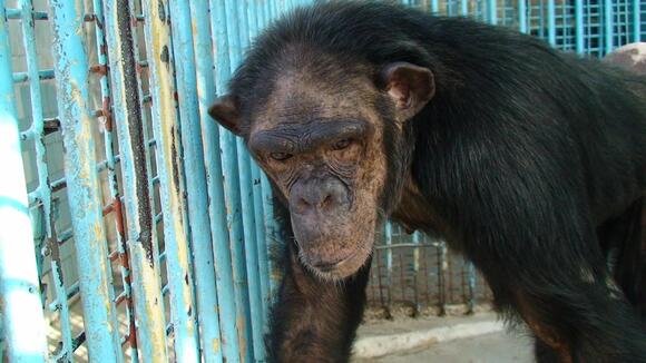 From Lab to Sanctuary: The Ethics of Chimpanzee Research - NewsBreak