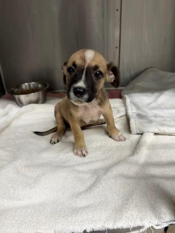 🐶 Playful Young Dogs Ready for Adoption in Seguin, TX - NewsBreak