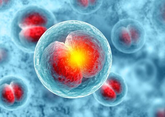 Scientists trace 1.28 million cells back to the first moments of life ...