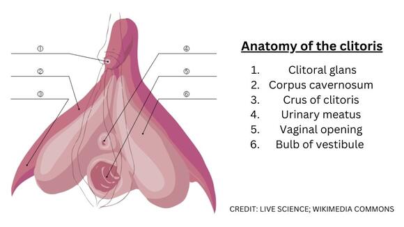 Scientists mapped all the nerves of the clitoris for the first time ...