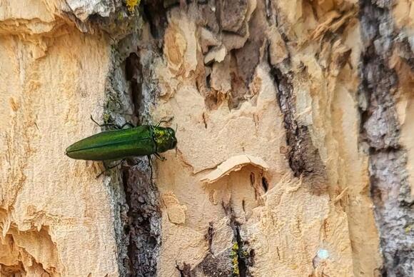 8 Invasive Insects Attacking Kansas Gardens, Crops, and Trees - NewsBreak