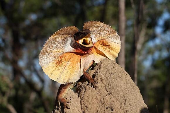 13 Animals That Can Survive Fire - NewsBreak