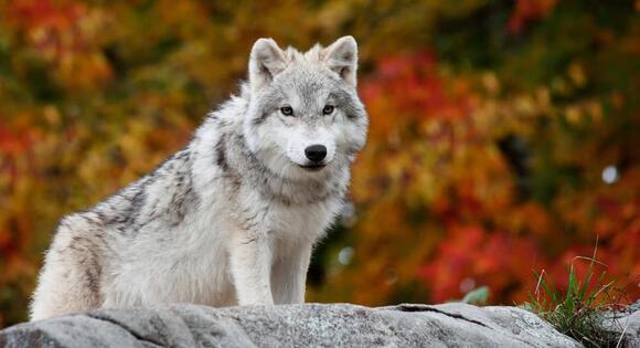 What Happens If You Stare Down a Wild Predator? - NewsBreak