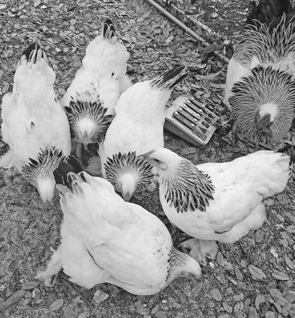 Ingleside RV Park Roadside Attraction