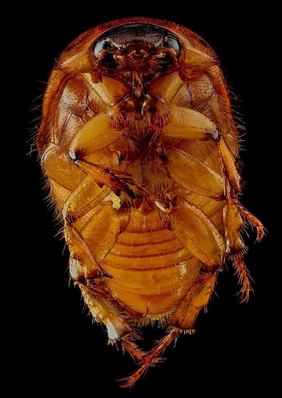 5 Insects That Start with J: From Jerusalem Crickets to Jar Flies ...