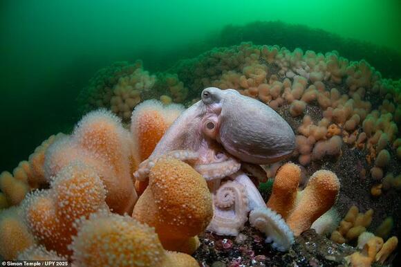 From jousting fish to thirsty camels and a 'screaming' sponge: Behold ...