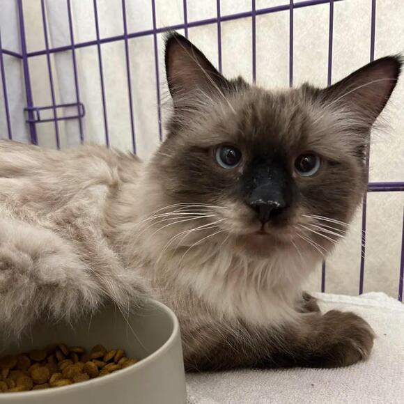 🐱 Gentle Bedford Cats Ready for Adoption and Loving Homes - NewsBreak