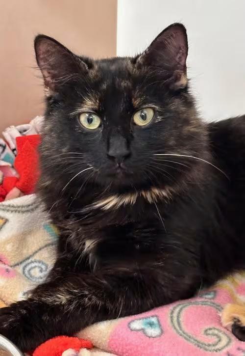 🐱 Friendly Batavia Cats Ready to Join Your Family - NewsBreak