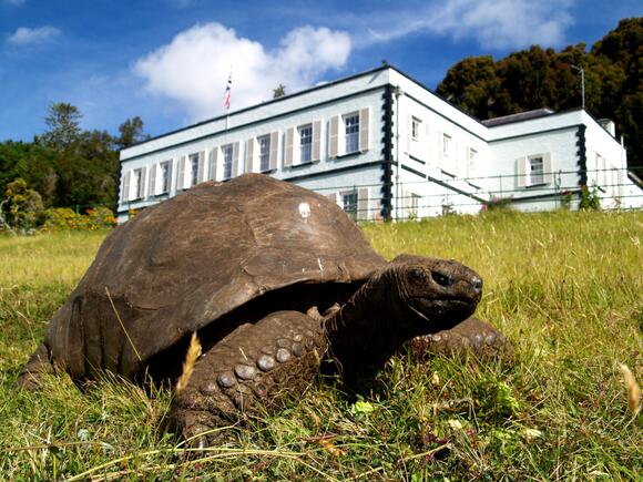 We Finally Know How Jonathan The Tortoise, The World's Oldest Land ...