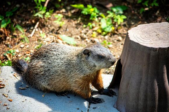 Remarkable Groundhog Facts to Know This Groundhog Day - NewsBreak