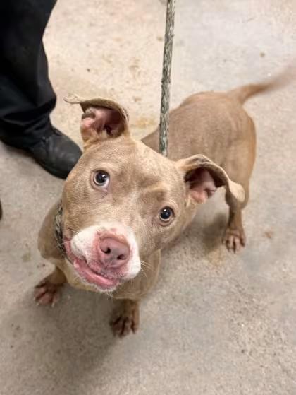 🐶 Playful, Gentle & Loyal Dogs Ready for Adoption in Cleveland - NewsBreak