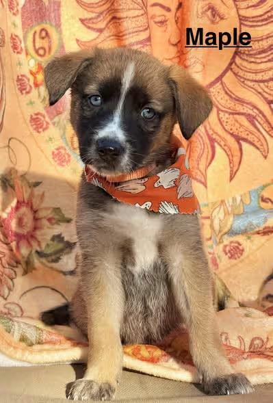 🐶 Playful, Quirky & Sweet Dogs Ready for Adoption in Salem OR - NewsBreak