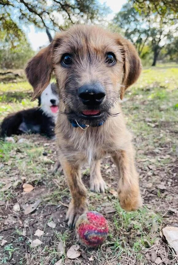 🐶 Playful, Gentle & Loyal Dogs Ready for Adoption in Portland - NewsBreak