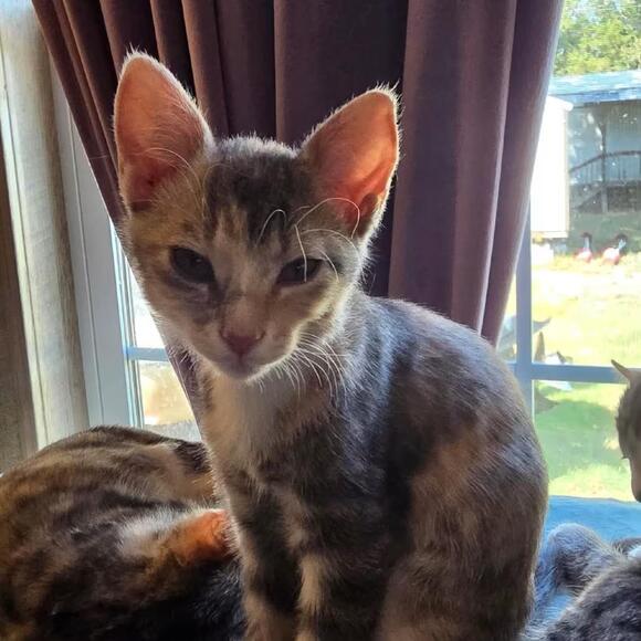 🐱 Playful Kittens & Sweet Young Cats Ready to Adopt in Bentonville ...